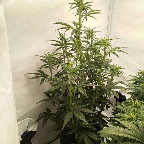 Sticky Orange - Kanae Kocho growlog photo: I changed the positions, i have a feeling the airflow benefits one corner