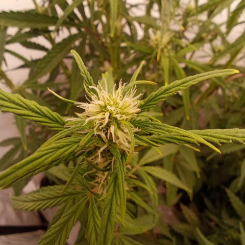 Sticky Orange - Kanae Kocho growlog photo: first trichomes visible, a few photos with macro camera