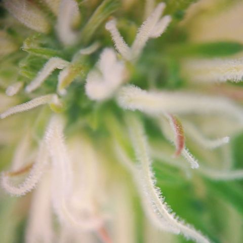 Sticky Orange - Kanae Kocho growlog photo: first trichomes visible, a few photos with macro camera