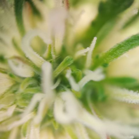 Sticky Orange - Kanae Kocho growlog photo: first trichomes visible, a few photos with macro camera