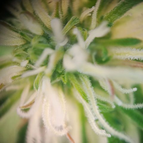 Sticky Orange - Kanae Kocho growlog photo: first trichomes visible, a few photos with macro camera