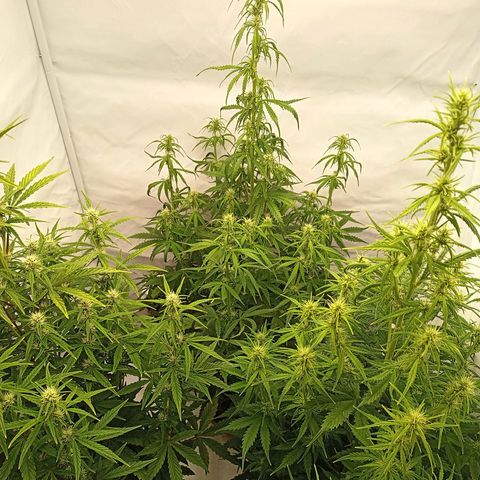 Sticky Orange - Kanae Kocho growlog timeline photo