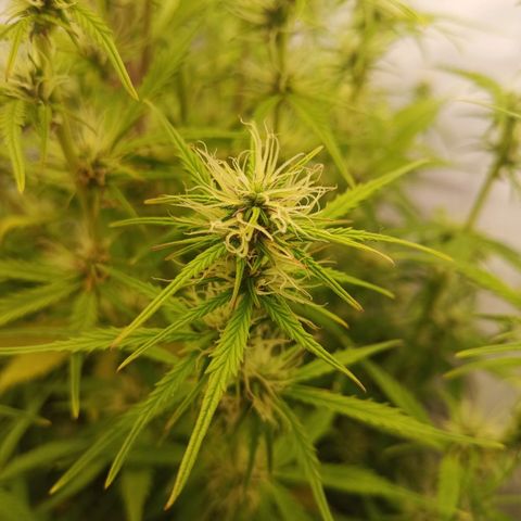 Sticky Orange - Kanae Kocho growlog photo: small nutrient burns, but healing