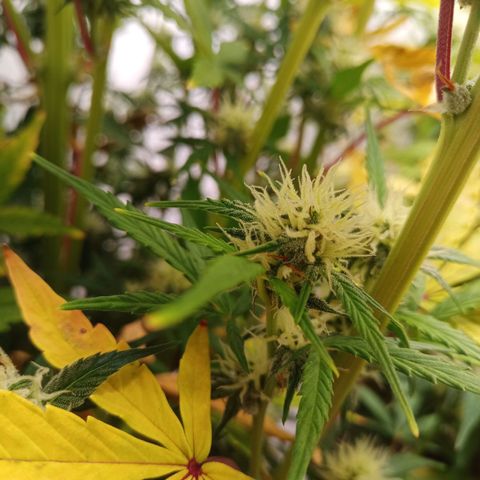 Sticky Orange - Kanae Kocho growlog timeline photo