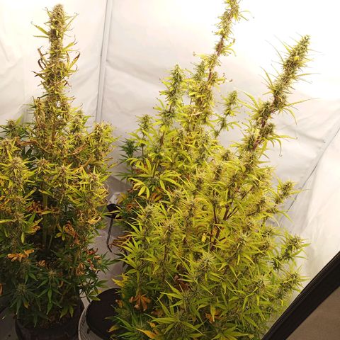 Sticky Orange - Kanae Kocho growlog timeline photo
