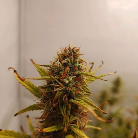 Sticky Orange - Kanae Kocho growlog timeline photo