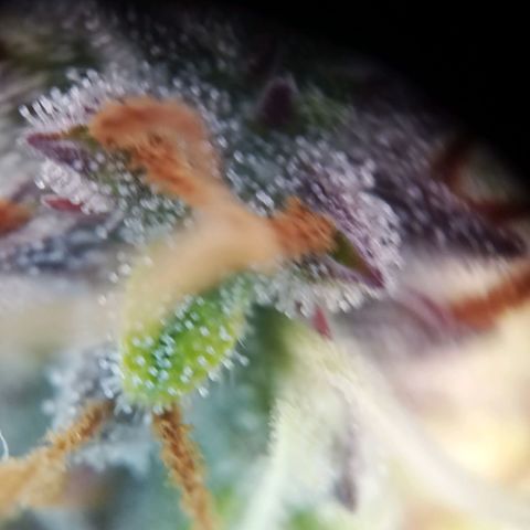 Sticky Orange - Kanae Kocho growlog timeline photo