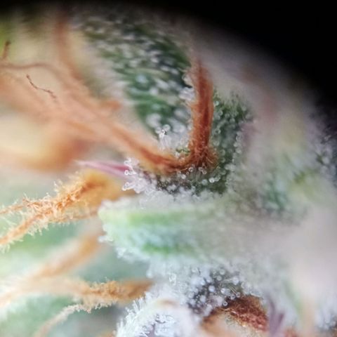 Sticky Orange - Kanae Kocho growlog timeline photo