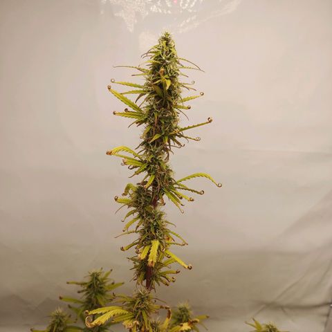Sticky Orange - Kanae Kocho growlog timeline photo