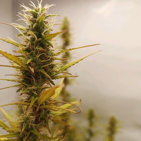 Sticky Orange - Kanae Kocho growlog timeline photo