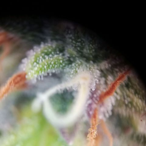 Sticky Orange - Kanae Kocho growlog timeline photo