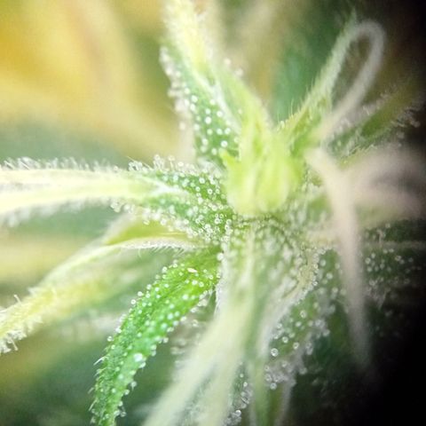 Sticky Orange - Kanae Kocho growlog photo: very clear. Still needs over a week. As soon as we start to see some milky/brownish colors we prepare for harvest