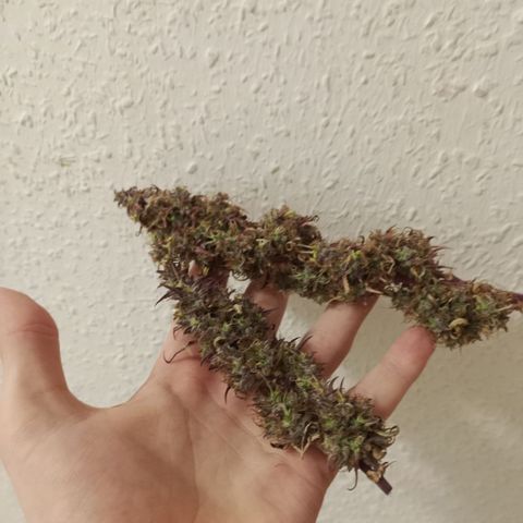 Sticky Orange - Kanae Kocho growlog timeline photo