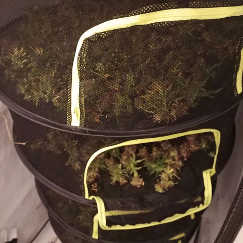 Sticky Orange - Kanae Kocho growlog timeline photo