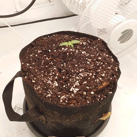Jigoro Kuwajima - Skunk growlog timeline photo