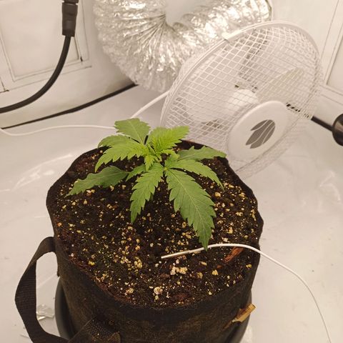 Jigoro Kuwajima - Skunk growlog timeline photo