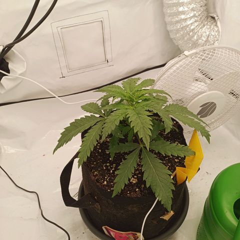Jigoro Kuwajima - Skunk growlog timeline photo