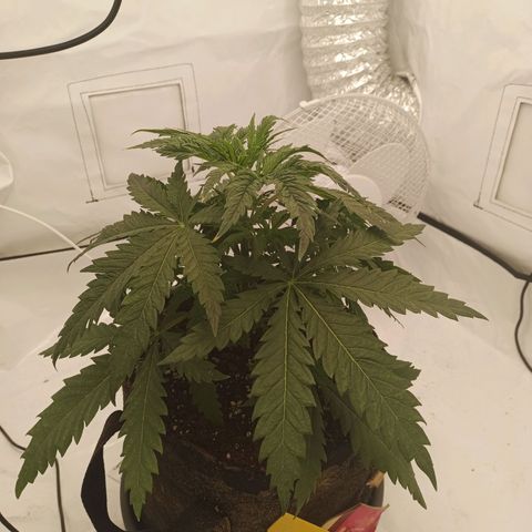Jigoro Kuwajima - Skunk growlog timeline photo