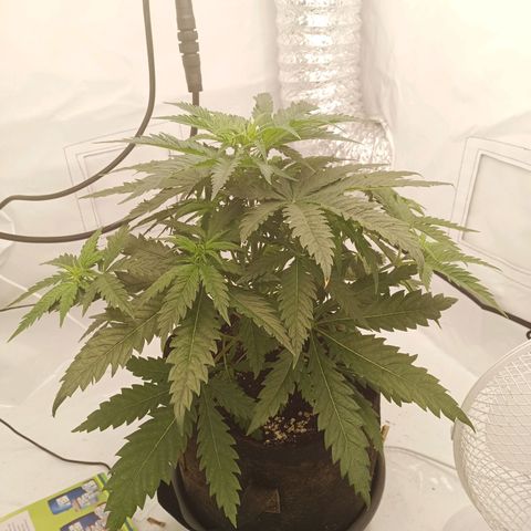 Jigoro Kuwajima - Skunk growlog timeline photo