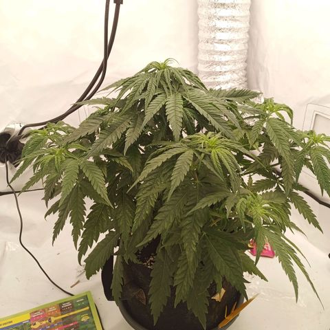 Jigoro Kuwajima - Skunk growlog timeline photo