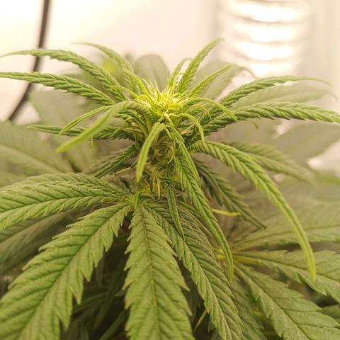 Jigoro Kuwajima - Skunk growlog photo: we are flowering