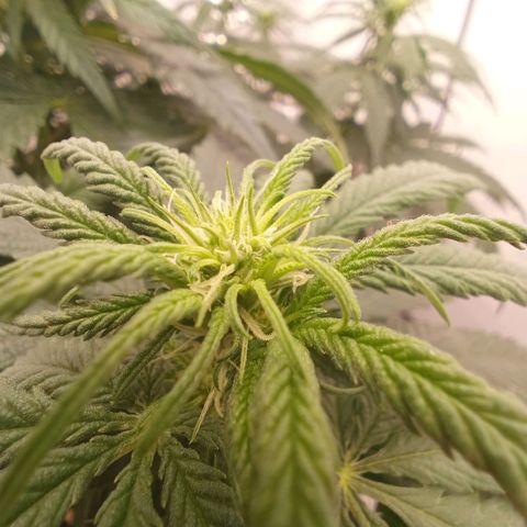 Jigoro Kuwajima - Skunk growlog photo: we are flowering