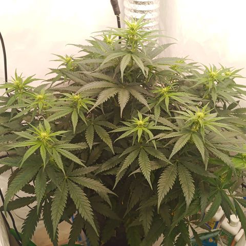 Jigoro Kuwajima - Skunk growlog photo: visible flowers