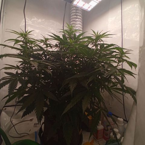 Jigoro Kuwajima - Skunk growlog photo: visible flowers