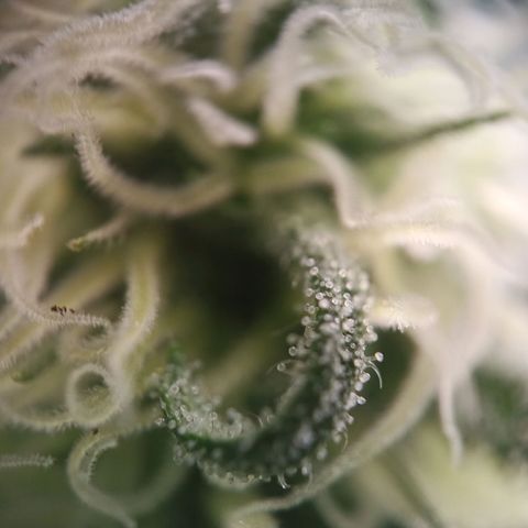 Jigoro Kuwajima - Skunk growlog timeline photo