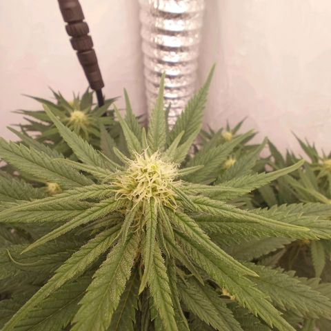 Jigoro Kuwajima - Skunk growlog timeline photo