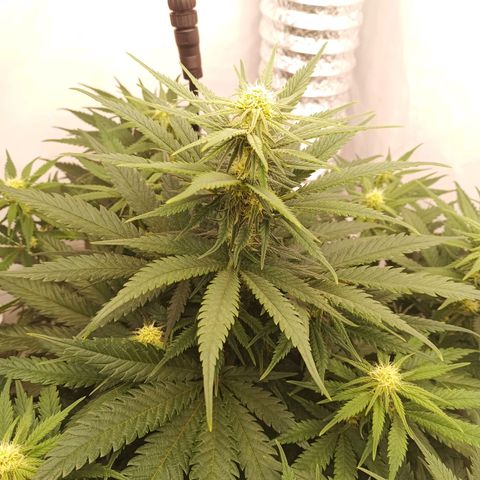 Jigoro Kuwajima - Skunk growlog timeline photo