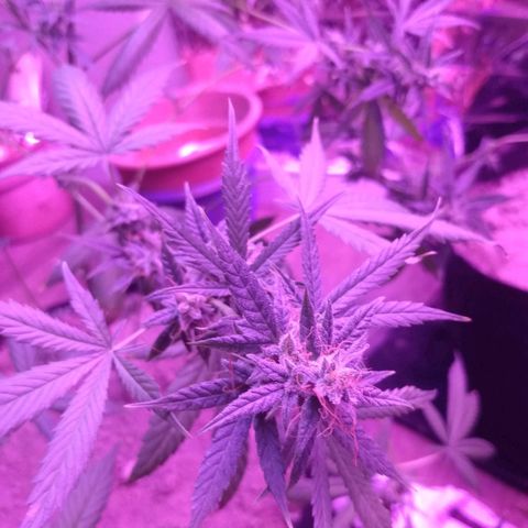 Dosido  growlog timeline photo