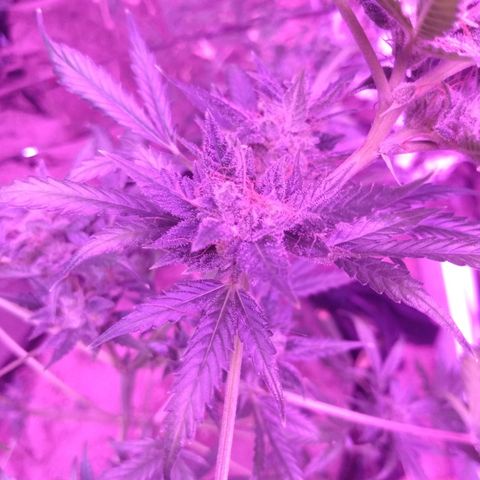 Dosido  growlog timeline photo
