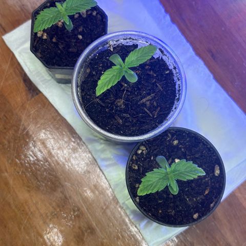 Moby dick & Frisian Dew growlog timeline photo