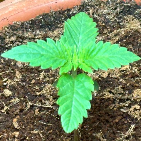 Moby dick & Frisian Dew growlog photo: Moby 