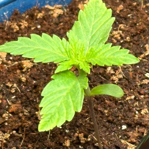 Moby dick & Frisian Dew growlog photo: Moby 