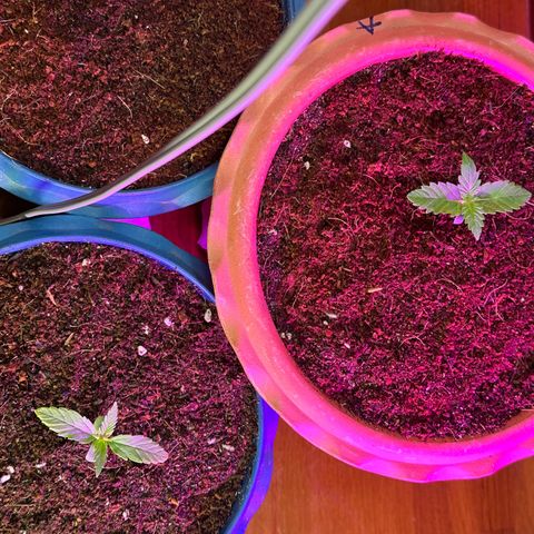 Moby dick & Frisian Dew growlog photo: Transplant 