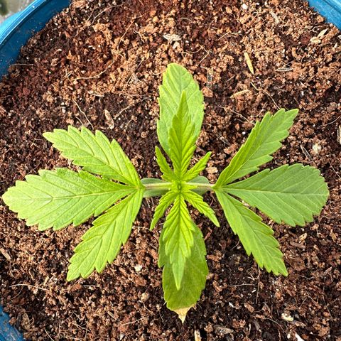 Moby dick & Frisian Dew growlog photo: Frisian Dew (Outdoor)