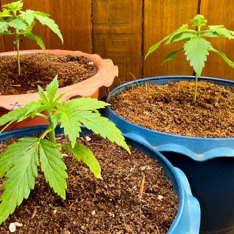 Moby dick & Frisian Dew growlog photo: After LST