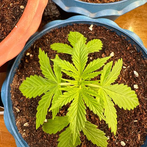 Moby dick & Frisian Dew growlog photo: FD 