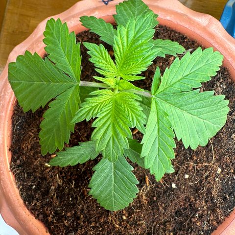 Moby dick & Frisian Dew growlog photo: Moby disc