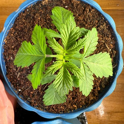 Moby dick & Frisian Dew growlog photo: Moby disc