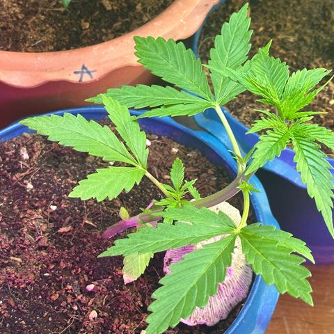 Moby dick & Frisian Dew growlog photo: FD Photo LST