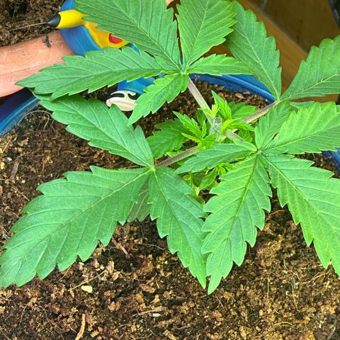 Moby dick & Frisian Dew growlog photo: Moby dick auto LST