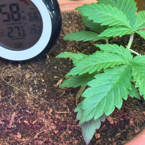 Moby dick & Frisian Dew growlog photo: Moby dick auto LST