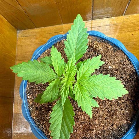 Moby dick & Frisian Dew growlog timeline photo