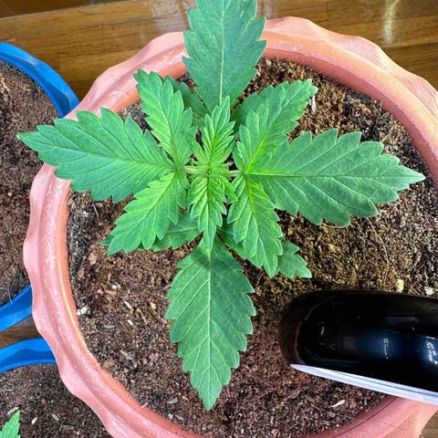 Moby dick & Frisian Dew growlog timeline photo