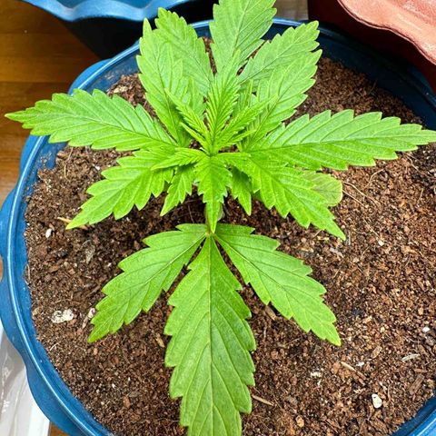 Moby dick & Frisian Dew growlog timeline photo