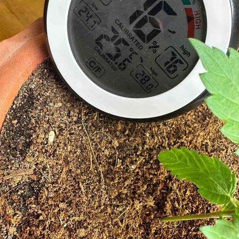 Moby dick & Frisian Dew growlog timeline photo