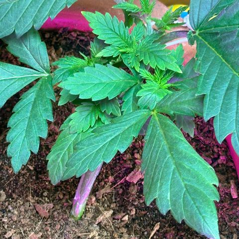 Moby dick & Frisian Dew growlog timeline photo